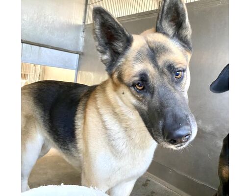 San Bernardino, CA - German Shepherd Dog. Meet PENNYWISE a Pet for ...