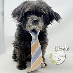 Thumbnail photo of Sizzle #1