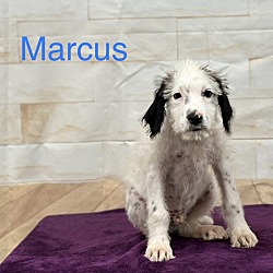 Thumbnail photo of Marcus🐾 #2