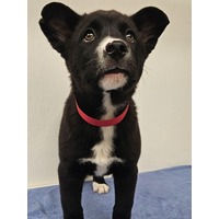 adopt-pet