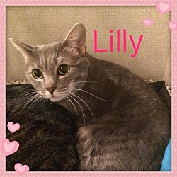 Thumbnail photo of LILLY #3