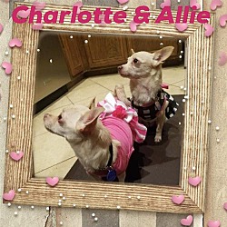 Photo of Charlotte & Allie (pair)