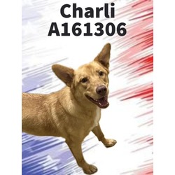 Photo of CHARLI