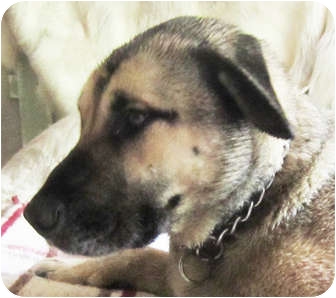 anatolian shepherd lab mix size