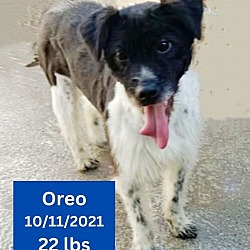 Thumbnail photo of Oreo #3