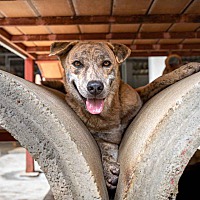 adopt a pet