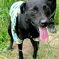 adopt-pet