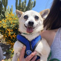 adopt a pet