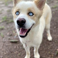 adopt a pet