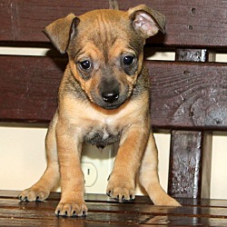 Thumbnail photo of Stewie~adopted! #4