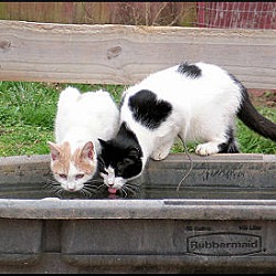 Thumbnail photo of Working Cats (Sponsored Fee) #4