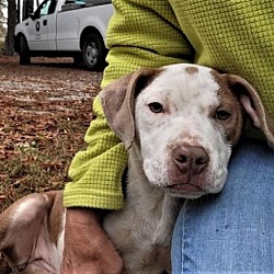 Photo of Dot all litter mates saved she's in Kill Shelter