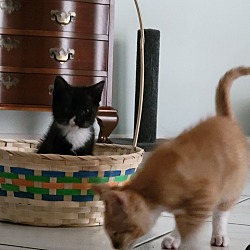 Thumbnail photo of Figaro and Toulose #4