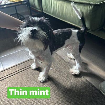 Tampa, FL - Shih Tzu/Shih Tzu. Meet Thin Mint a Pet for Adoption ...