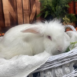 Thumbnail photo of Flopsy #2