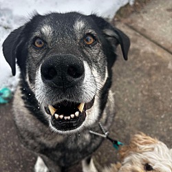 bonded pet photo