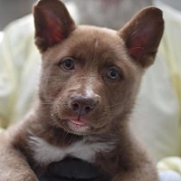 adopt a pet