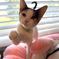 adopt a pet