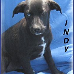 Thumbnail photo of Indy #1