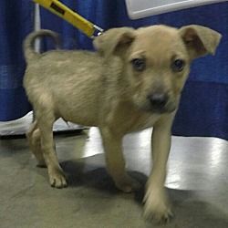Thumbnail photo of Chucky-Adopted! #1