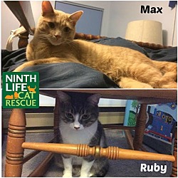 Thumbnail photo of Max & Ruby #3