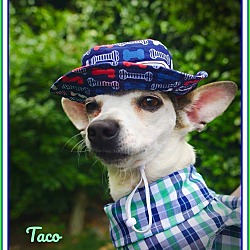 Thumbnail photo of Taco:  The Perfect Chihuahua #1