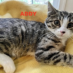 Thumbnail photo of Addy #3