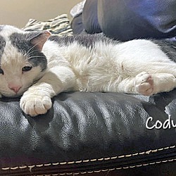 Thumbnail photo of Cody #3