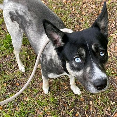 Greensboro, NC - Husky. Meet Tonya a Pet for Adoption - AdoptaPet.com