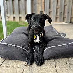 Photo of Waffles