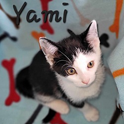 Thumbnail photo of Yami #1