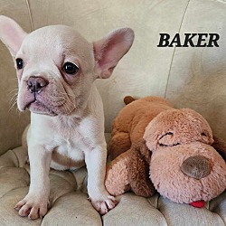 Thumbnail photo of Baker #1