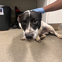 adopt a pet