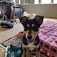 adopt a pet