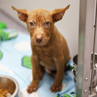 adopt a pet