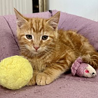 adopt a pet