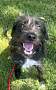 GORDON - Jack Russell Terrier available for adoption