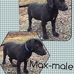 Thumbnail photo of Max (Pom) #4