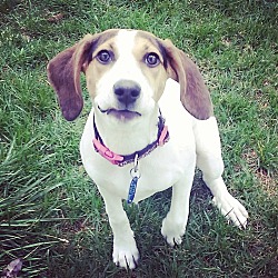 Thumbnail photo of Lilly (adoption pending) #1