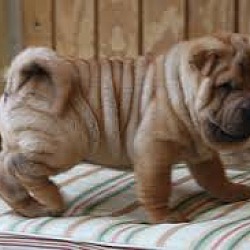 Photo of Chinese Shar Pei pups