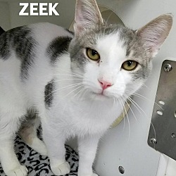Thumbnail photo of Zeek #3