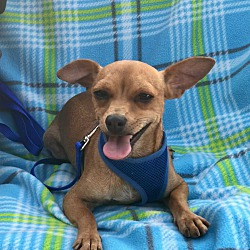 Chandler, AZ - Chihuahua. Meet Taco a Pet for Adoption - AdoptaPet.com