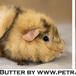 Thumbnail photo of Peanut Butter #4