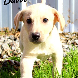 Thumbnail photo of Baloo~adopted! #1
