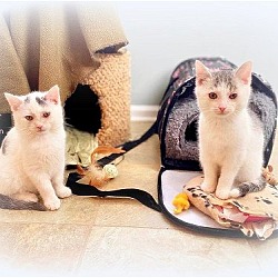 Photo of Falcon *kitten*