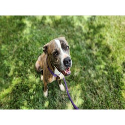 Photo of BUDDY