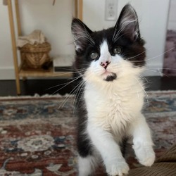 Photo of Cashmere