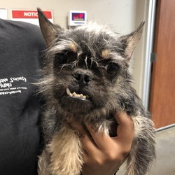 Photo of Ewok