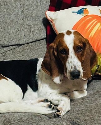 Independence, MO - Basset Hound. Meet Maggie a Pet for Adoption ...