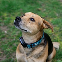 adopt-pet